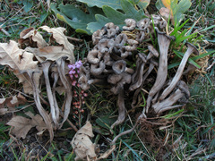 Craterellus cinereus