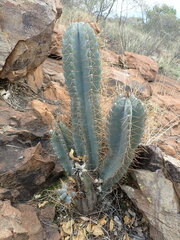 Cereus jamacaru