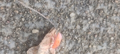 Probergrothius sanguinolens