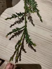 Sequoia sempervirens