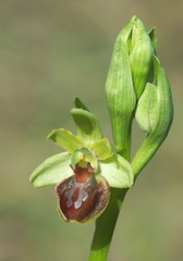 Ophrys sphegodes massiliensis