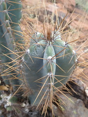 Cereus jamacaru