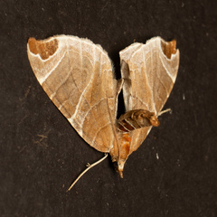 Eulithis ledereri