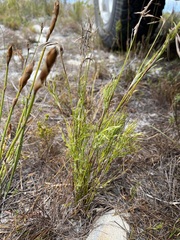 Thamnochortus fruticosus