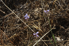 Muscari parviflorum
