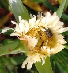 Oxythyrea marginalis