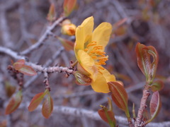 Ochna pretoriensis