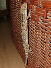 Homopholis walbergii