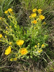 Senecio selloi
