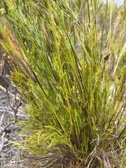 Thamnochortus fruticosus
