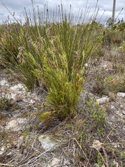 Thamnochortus fruticosus