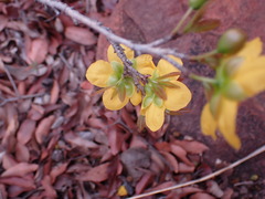 Ochna pretoriensis
