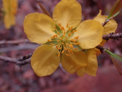 Ochna pretoriensis