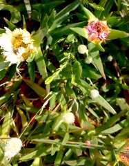 Oxythyrea marginalis