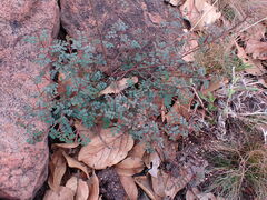 Indigofera adenoides