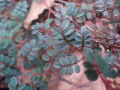Indigofera adenoides
