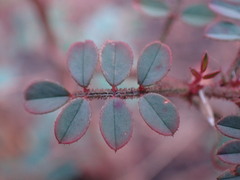 Indigofera adenoides