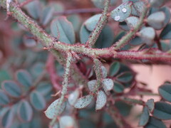 Indigofera adenoides