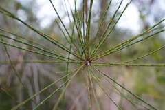 Casuarina cunninghamiana