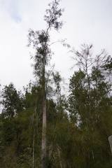 Casuarina cunninghamiana