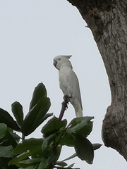 Cacatua