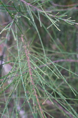 Casuarina cunninghamiana