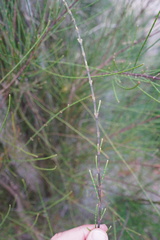 Casuarina cunninghamiana