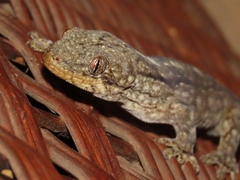 Homopholis walbergii