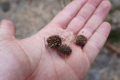 Casuarina cunninghamiana