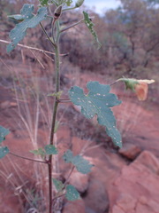 Hibiscus calyphyllus