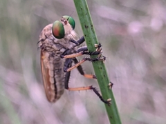 Cophinopoda
