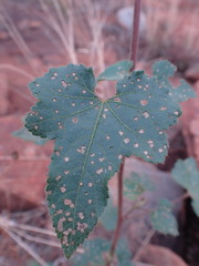 Hibiscus calyphyllus