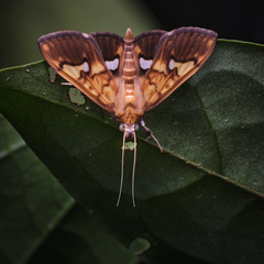 Nosophora