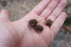 Casuarina cunninghamiana
