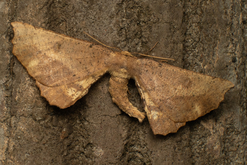 Acrodontis