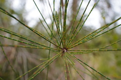 Casuarina cunninghamiana
