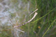 Casuarina cunninghamiana