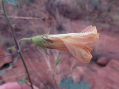 Hibiscus calyphyllus