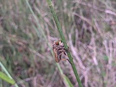 Cophinopoda