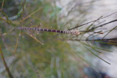 Casuarina cunninghamiana