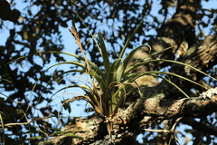 Tillandsia utriculata