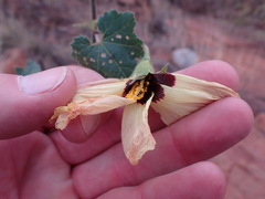 Hibiscus calyphyllus