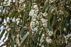 Eucalyptus dives