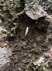 Neriidae