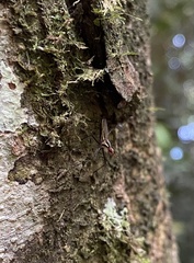Neriidae