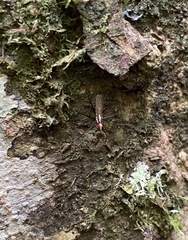 Neriidae