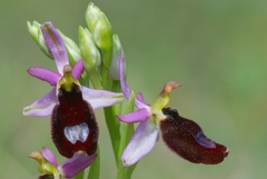 Ophrys bertolonii