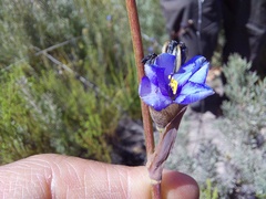 Aristea bracteata