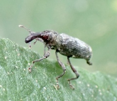 Curculionidae