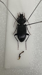 Synuchus